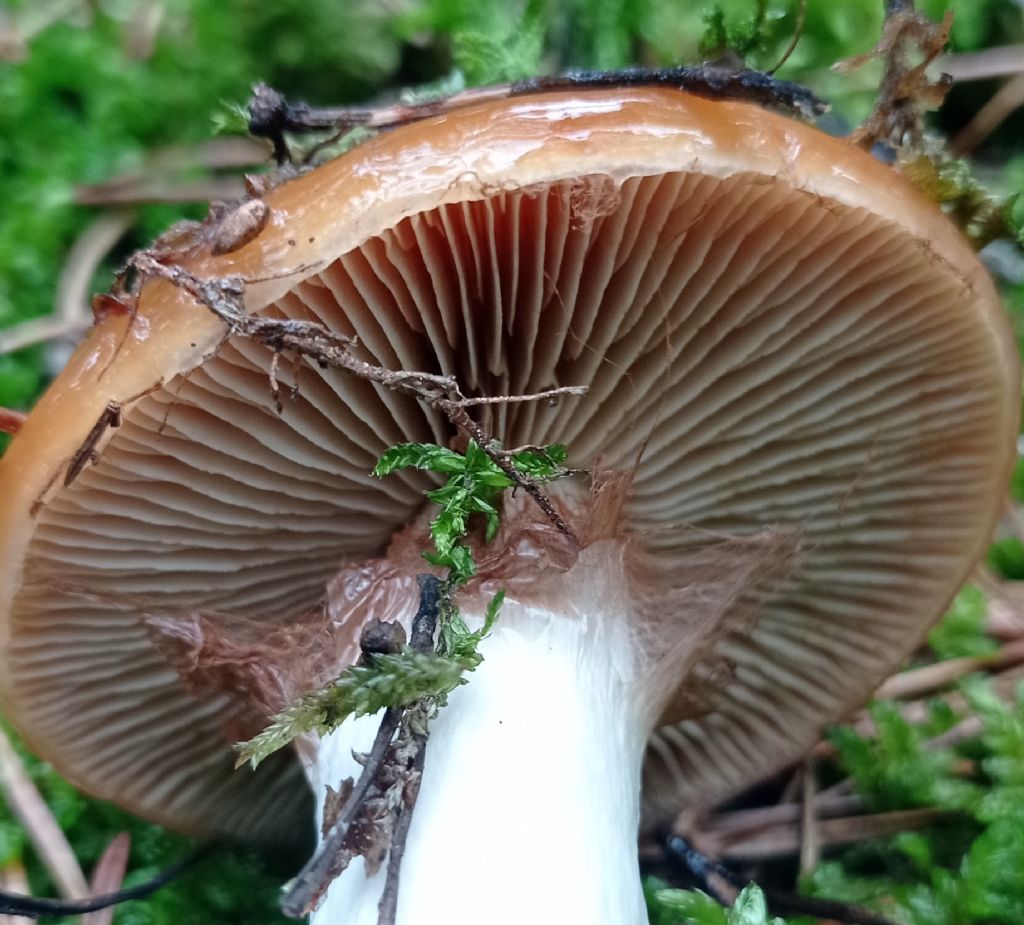 Cortinarius mucosus